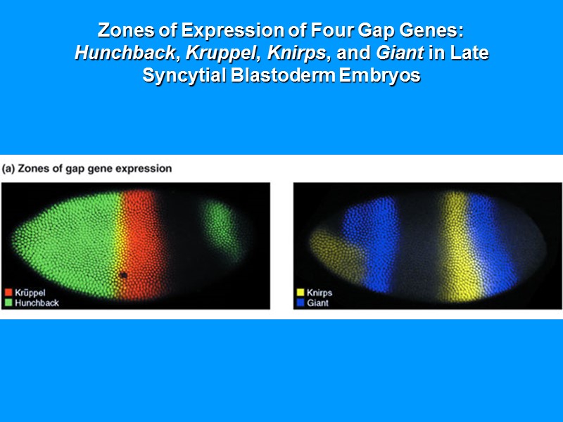 Zones of Expression of Four Gap Genes: Hunchback, Kruppel, Knirps, and Giant Zones of Expression of Four Gap Genes: Hunchback, Kruppel, Knirps, and Giant